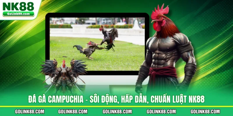 Đá Gà Campuchia - Sôi Động, Hấp Dẫn, Chuẩn Luật NK88
